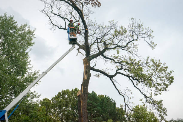 Best Tree Cabling and Bracing  in Kiln, MS