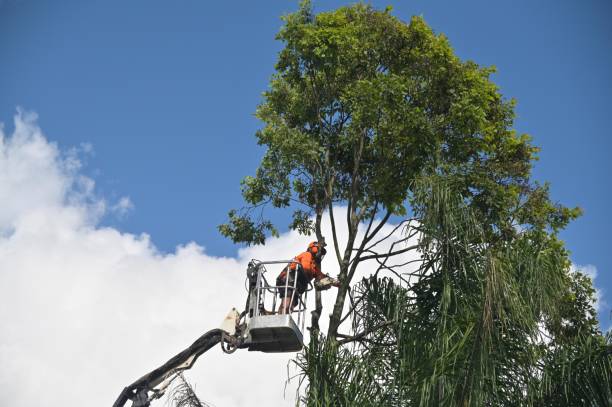 Best Hazardous Tree Removal  in Kiln, MS