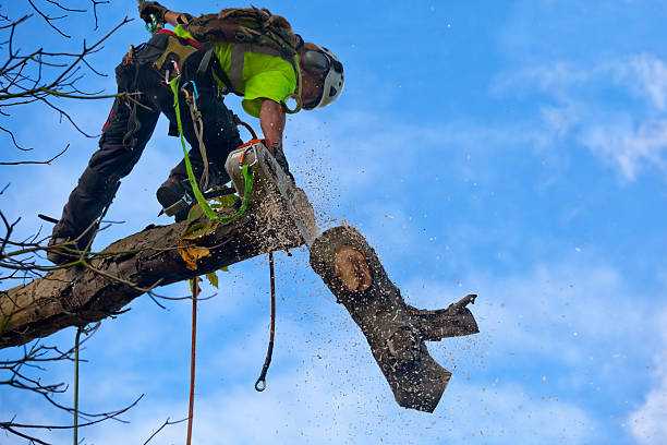 Best Tree Risk Assessment  in Kiln, MS